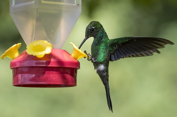 Bộ ảnh chim ruồi tuyệt đẹp chụp thế giới chim ruồi ở Costa Rica. Chú chim ruồi màu xanh ngọc thưởng thức bữa ăn tại một hình hoa ngộ nghĩnh.